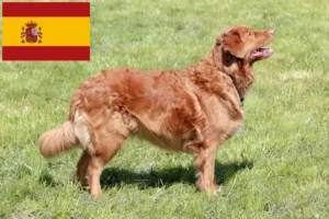 Read more about the article Nova Scotia Duck Tolling Retriever breeders and puppies in Spain