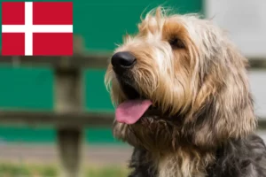 Read more about the article Otterhound breeders and puppies in Denmark