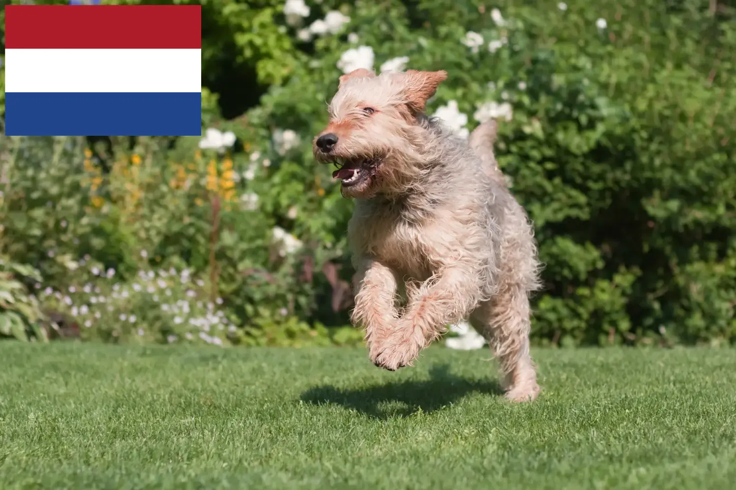 Otterhund puppies and breeders Netherlands Here you can find Otterdog breeders in the Netherlands.