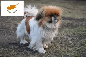 Read more about the article Pekingese breeders and puppies in Cyprus