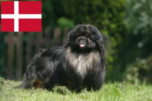 Read more about the article Pekingese breeders and puppies in Denmark