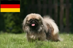 Read more about the article Pekingese breeders and puppies in Germany