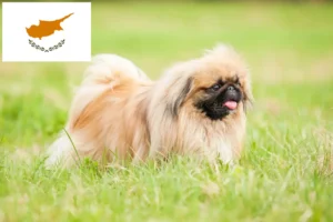 Read more about the article Pekingese breeders and puppies in Cyprus