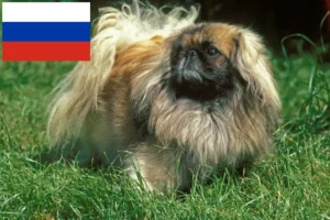 Read more about the article Pekingese breeders and puppies in Russia