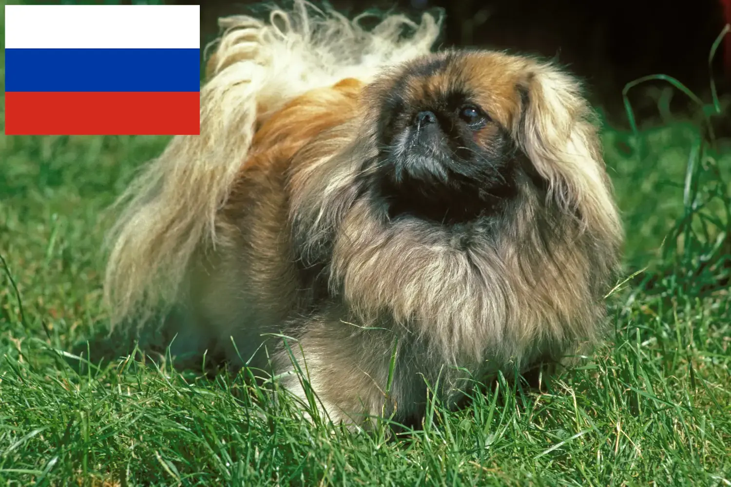 Pekingese puppies and breeders Russia Here you can find Pekingese breeders in Russia.