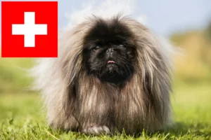 Read more about the article Pekingese breeders and puppies in Switzerland
