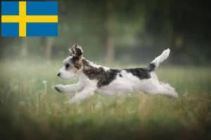 Read more about the article Petit Basset Griffon Vendéen breeders and puppies in Sweden