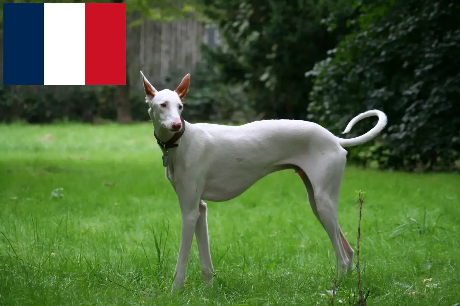 Read more about the article Podenco breeders and puppies in France