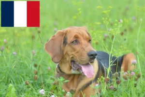Read more about the article Polish Bracke breeders and puppies in France