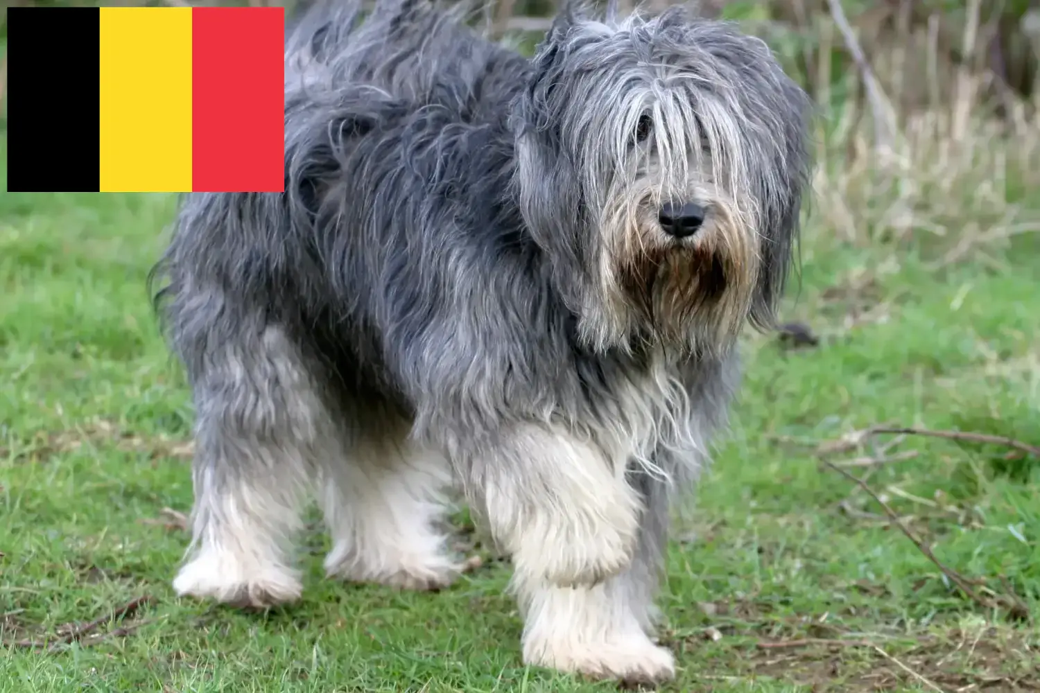 PON puppies and breeders Belgium Here you can find PONs breeders in Belgium.