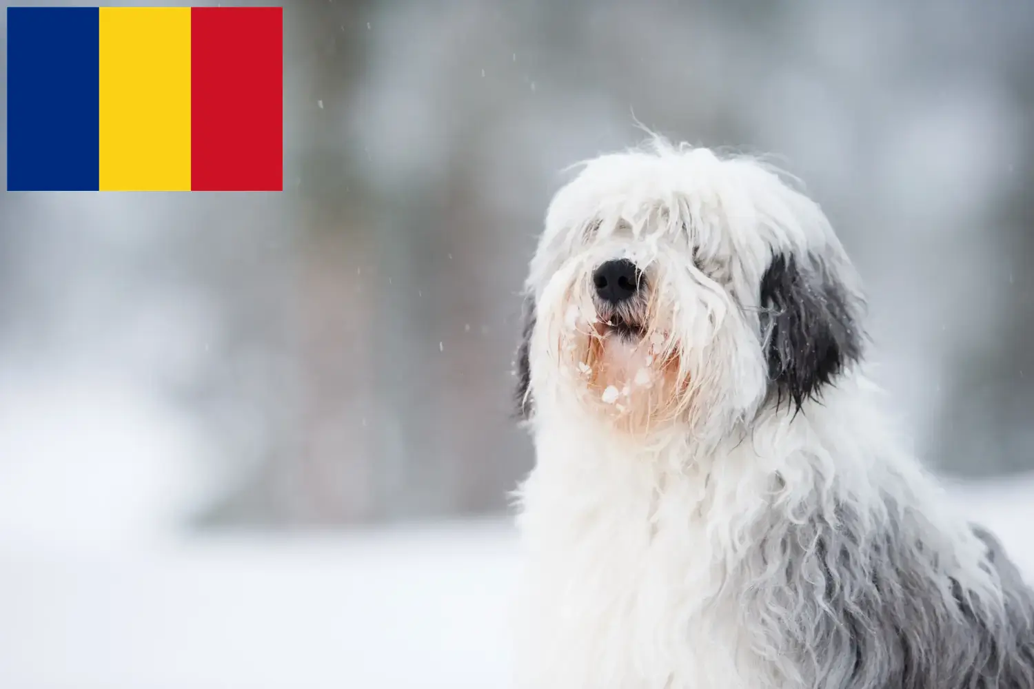 PON puppies and breeders Romania Here you can find PONs breeders in Romania.