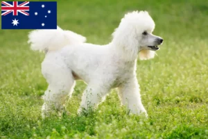 Read more about the article Poodle breeders and puppies in Australia