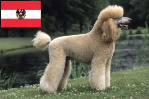 Read more about the article Poodle breeders and puppies in Austria
