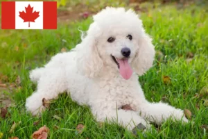 Read more about the article Poodle breeders and puppies in Canada