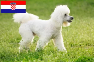 Read more about the article Poodle breeders and puppies in Croatia