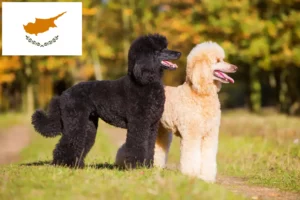 Read more about the article Poodle breeders and puppies in Cyprus