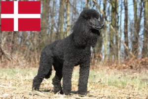 Read more about the article Poodle breeders and puppies in Denmark
