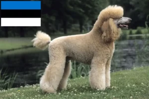 Read more about the article Poodle breeders and puppies in Estonia