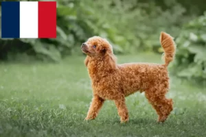 Read more about the article Poodle breeders and puppies in France