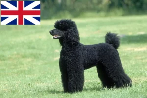 Read more about the article Poodle breeders and puppies in Great Britain