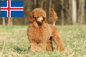 Read more about the article Poodle breeders and puppies in Iceland