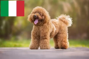 Read more about the article Poodle breeders and puppies in Italy