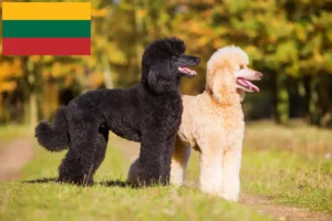 Read more about the article Poodle breeders and puppies in Lithuania