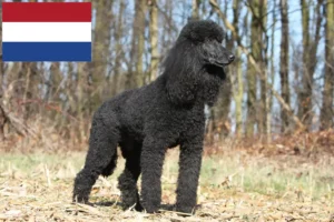 Read more about the article Poodle breeders and puppies in the Netherlands