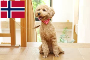Read more about the article Poodle breeders and puppies in Norway