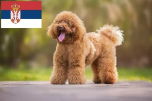 Read more about the article Poodle breeders and puppies in Serbia