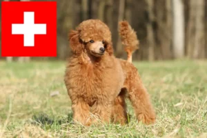 Read more about the article Poodle breeders and puppies in Switzerland