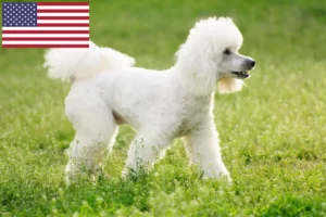 Read more about the article Poodle breeders and puppies in USA