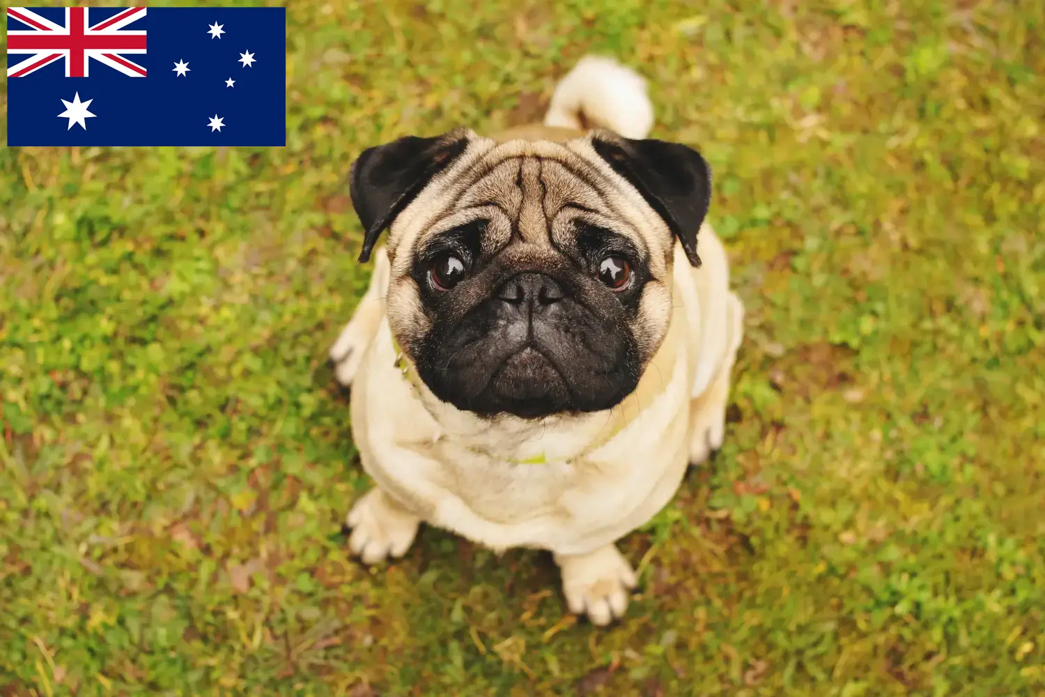 Pug puppies and breeders Australia Here you can find Pugs breeders in Australia.