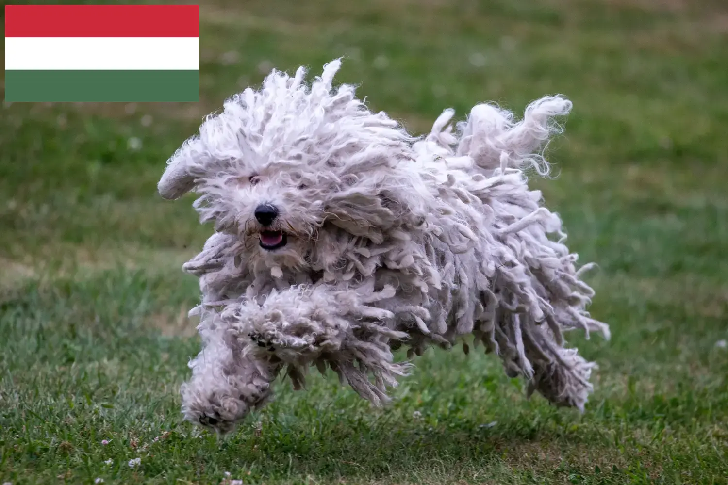Puli puppies and breeders Hungary Here you can find Pulis breeders in Hungary.