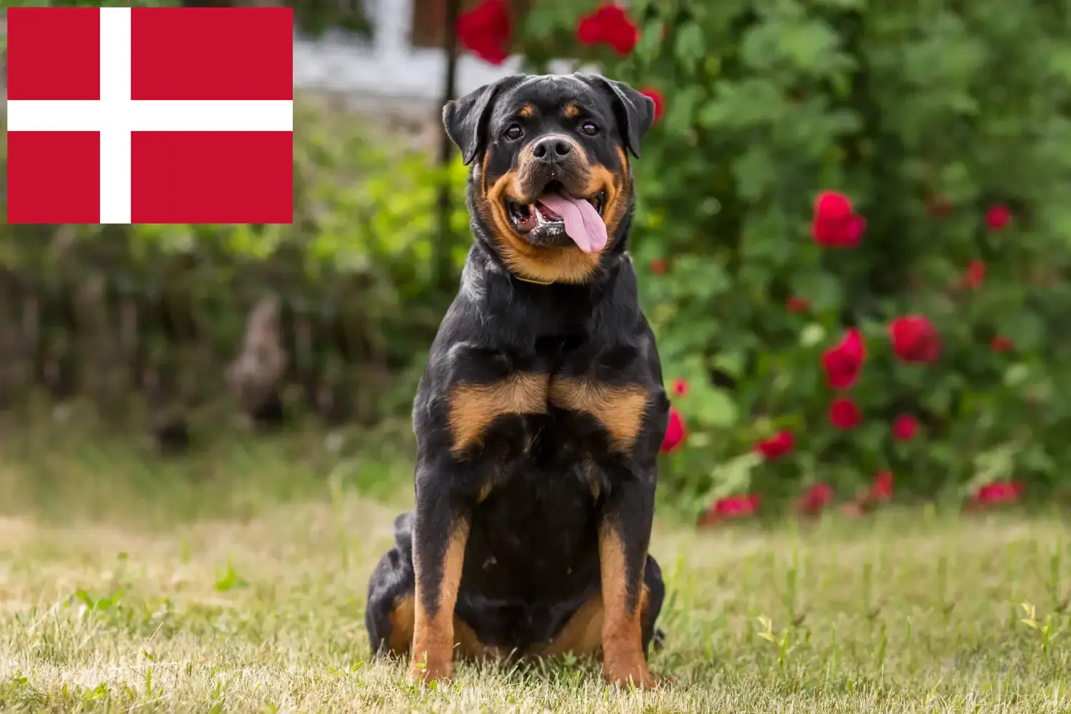 Read more about the article Rottweiler breeders and puppies in Denmark