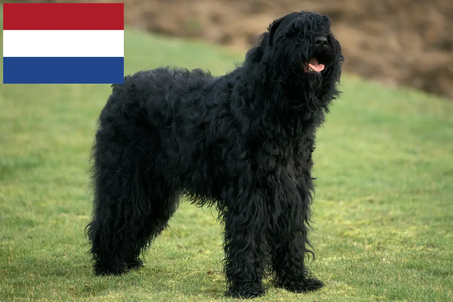 Read more about the article Russian Black Terrier breeders and puppies in the Netherlands