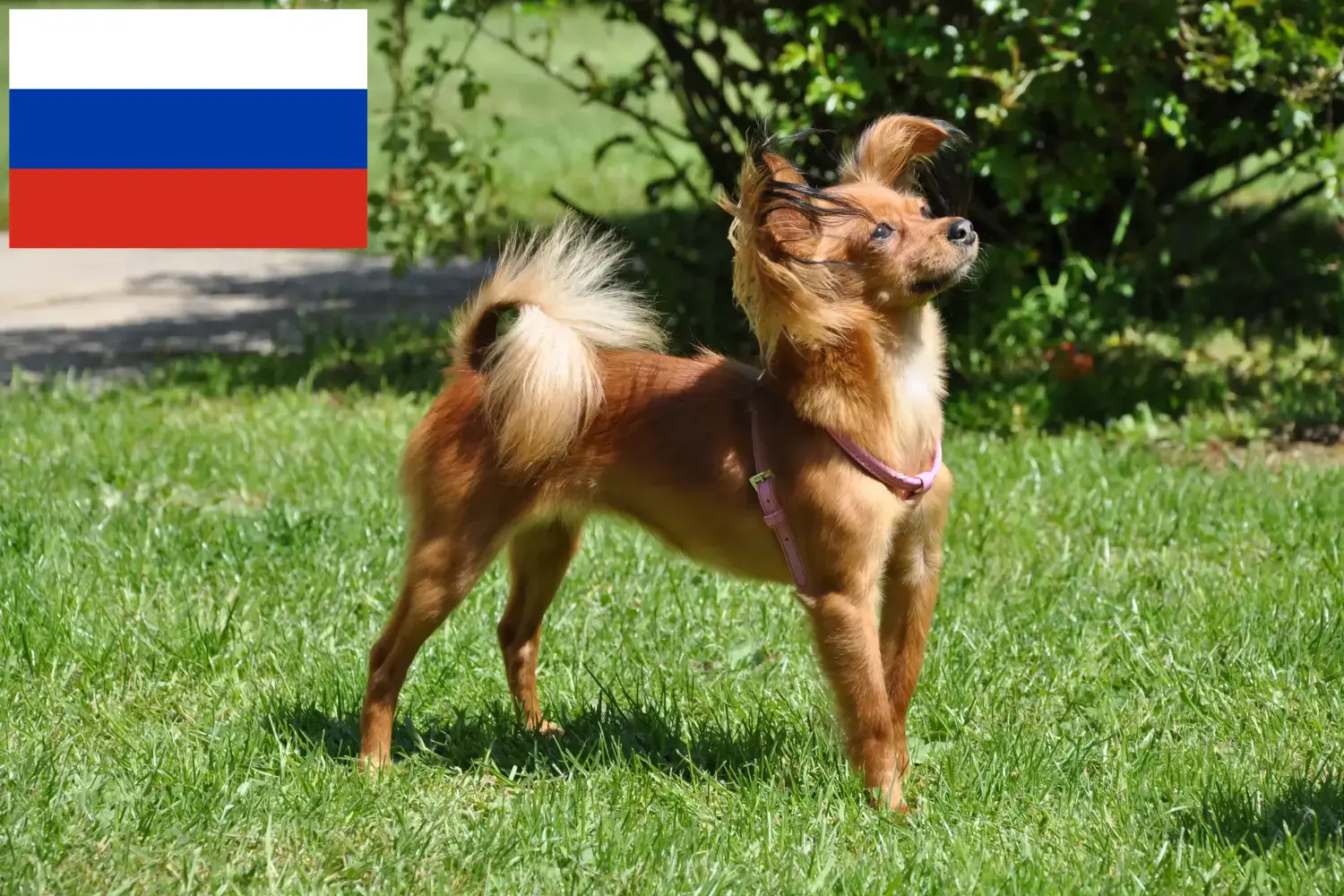 Russkiy Toy puppies and breeders Russia Here you can find Russkiy Toys breeders in Russia.