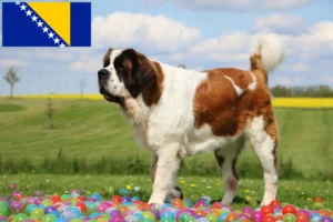 Read more about the article Saint Bernard breeders and puppies in Bosnia and Herzegovina