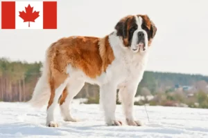 Read more about the article Saint Bernard breeders and puppies in Canada