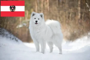 Read more about the article Samoyed breeders and puppies in Austria