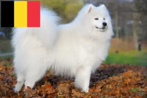 Read more about the article Samoyed breeders and puppies in Belgium