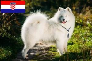 Read more about the article Samoyed breeders and puppies in Croatia