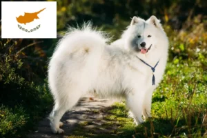 Read more about the article Samoyed breeders and puppies in Cyprus