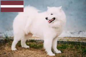 Read more about the article Samoyed breeders and puppies in Latvia