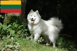 Read more about the article Samoyed breeders and puppies in Lithuania