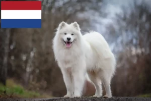Read more about the article Samoyed breeders and puppies in the Netherlands