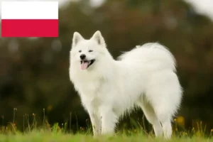 Read more about the article Samoyed breeders and puppies in Poland