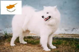 Read more about the article Samoyed breeders and puppies in Republic of Cyprus