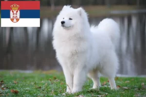 Read more about the article Samoyed breeders and puppies in Serbia