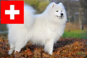 Read more about the article Samoyed breeders and puppies in Switzerland